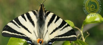 Tip na výlet: Motýlárium ve Voticích