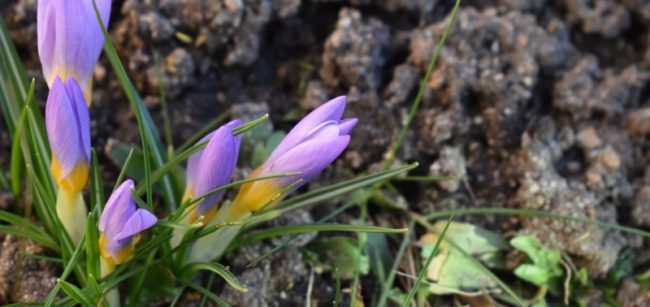 Vyfoť jaro – fotografická výzva  na březen